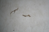 Tornado debris on the walls