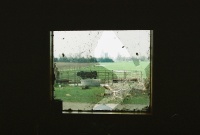 From her kitchen window the morning after