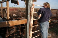 Feeding the bucket cows