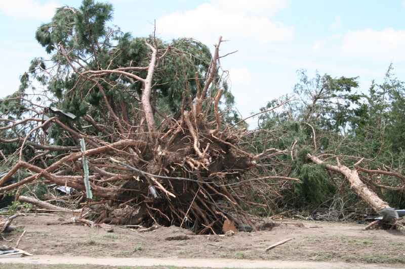 Trees Uprooted Everywhere