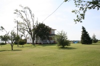 Kim's house and her Dr. Seuss tree