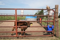 Calves are bound for the fair soon