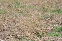 And it will come up out of the ground for years to come; this field can't be farmed