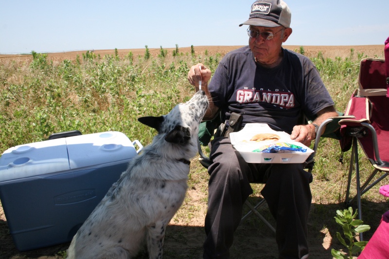 The dog eats well, but then isn't allowed back in the combine