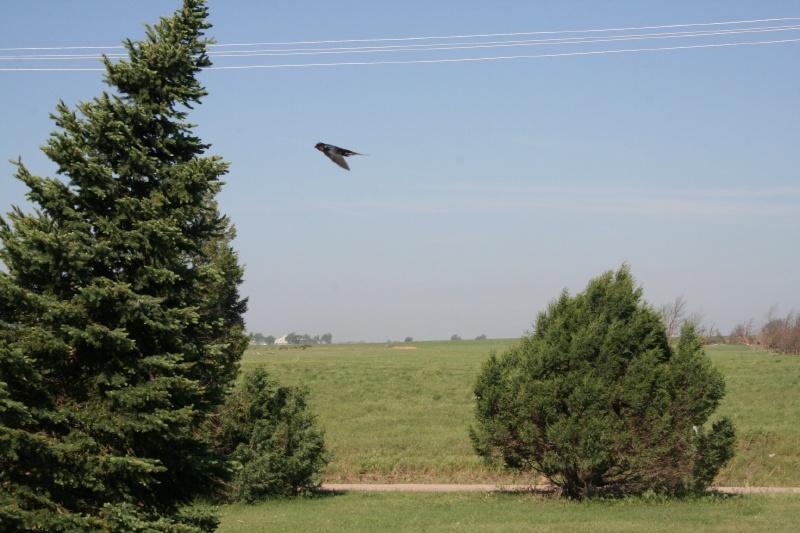The Birds Return - first couple of days, it was total silence and several of us realized we were hearing and seeing birds again