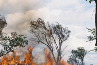 Hey - don't light my few trees on fire!